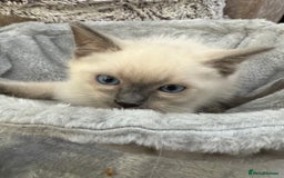 Ragdoll cats for sale: 3 fluffy fluff balls of Ragdoll… 07508 297567 - Image 3