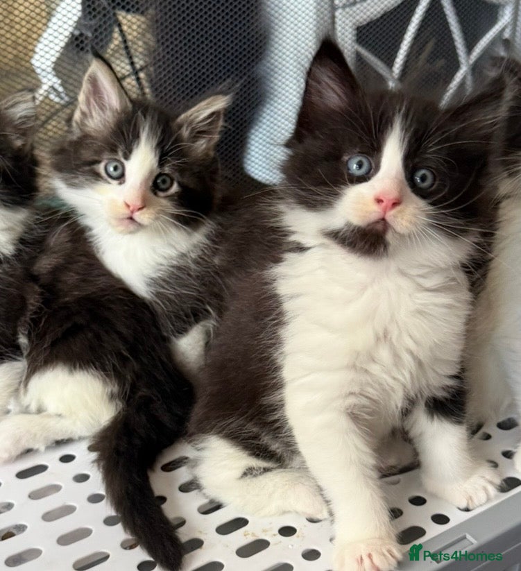 Maine Coon cats 2 Kittens Left 🖤 1 boy | 1 girl - Advert 9