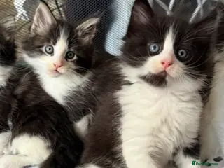 Maine Coon cats 2 Kittens Left 🖤 1 boy | 1 girl - Advert 16