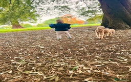 Toy Poodle dogs for sale: Entire toy poodle for sale - Advert 3