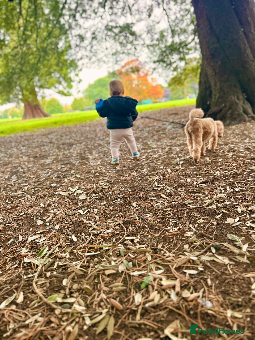 Toy Poodle dogs for sale: Entire toy poodle for sale - Advert 3