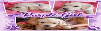 Golden Retriever Puppy 3 Purple girl