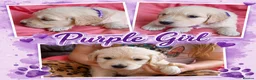 Golden Retriever dogs for sale: Girls Cream Golden Retriever  - Advert 7