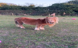 Shetland pony horses for sale: Shetland ponys  - Image 5