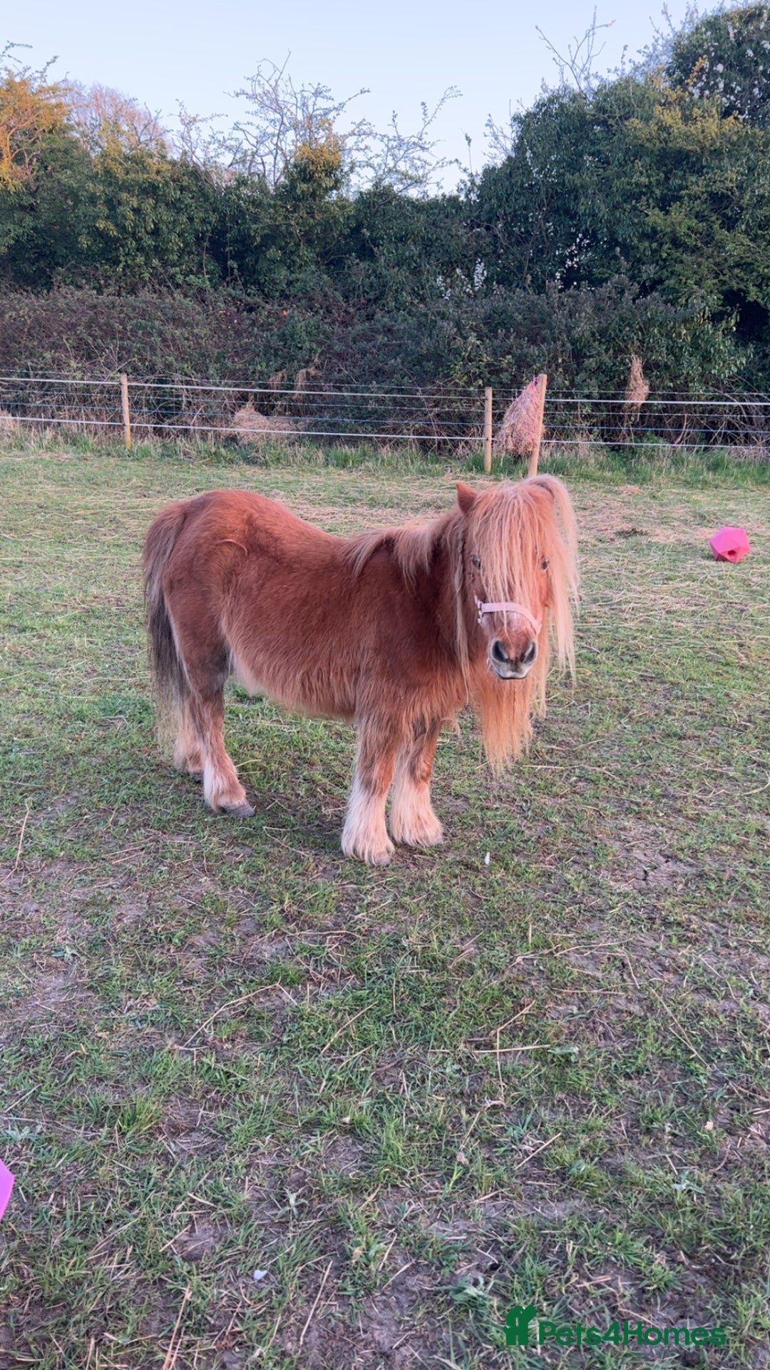 Shetland pony horses for sale: Shetland ponys  - Image 5