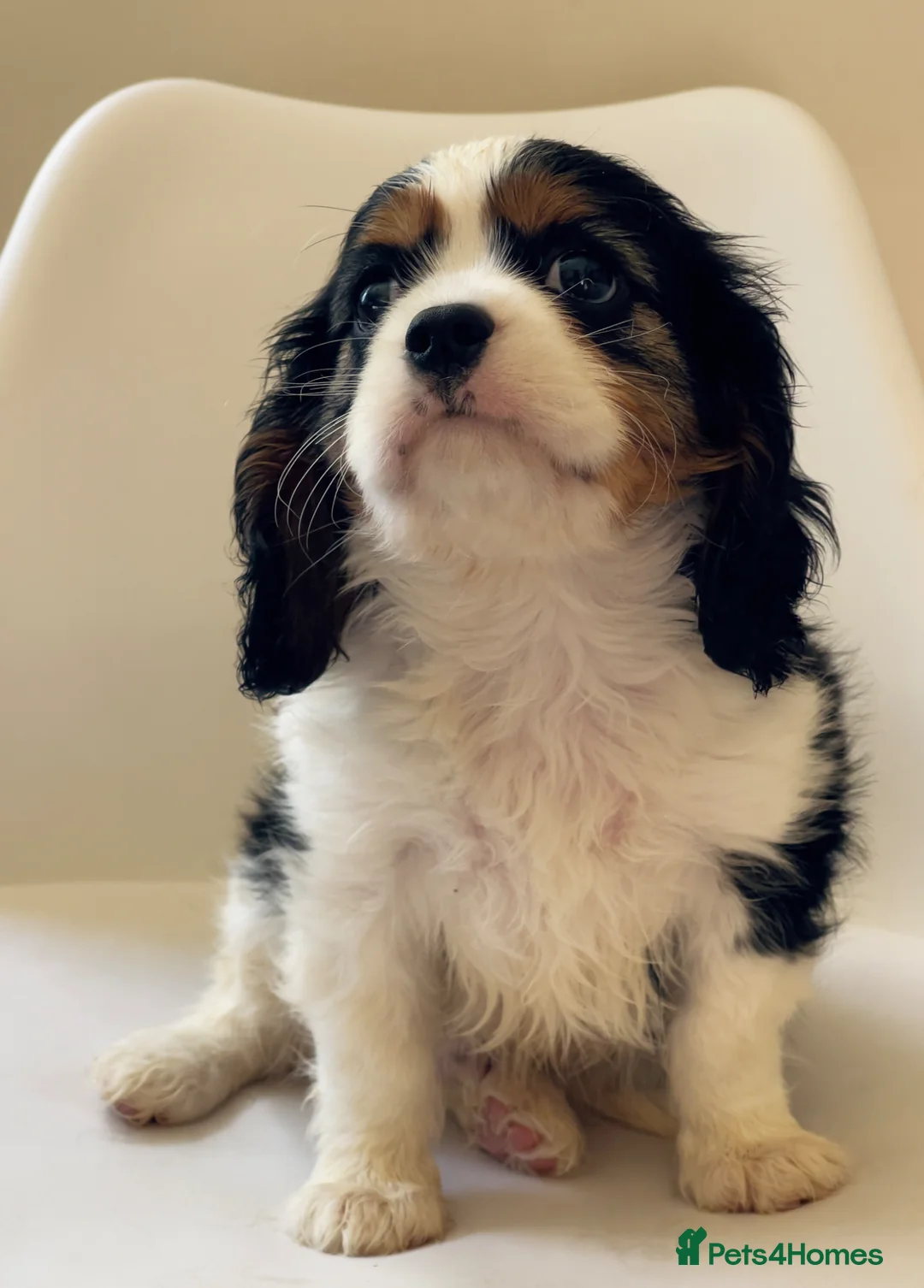 Cavalier King Charles Spaniel dogs for stud: HEALTH TESTED; PROVEN - IMPORTED STUD - Advert 12