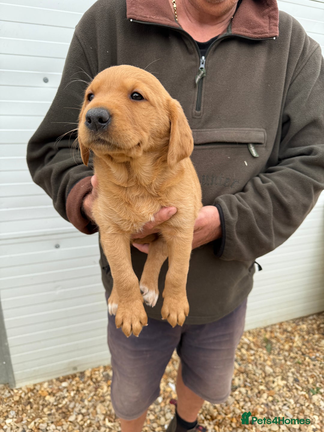 Goldador dogs for sale: Chunky dark red Goldador puppies  - Image 6