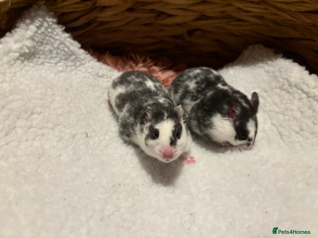 Hamster rodents for sale: Pedigree Syrian hamster waiting list🐹 - Advert 17