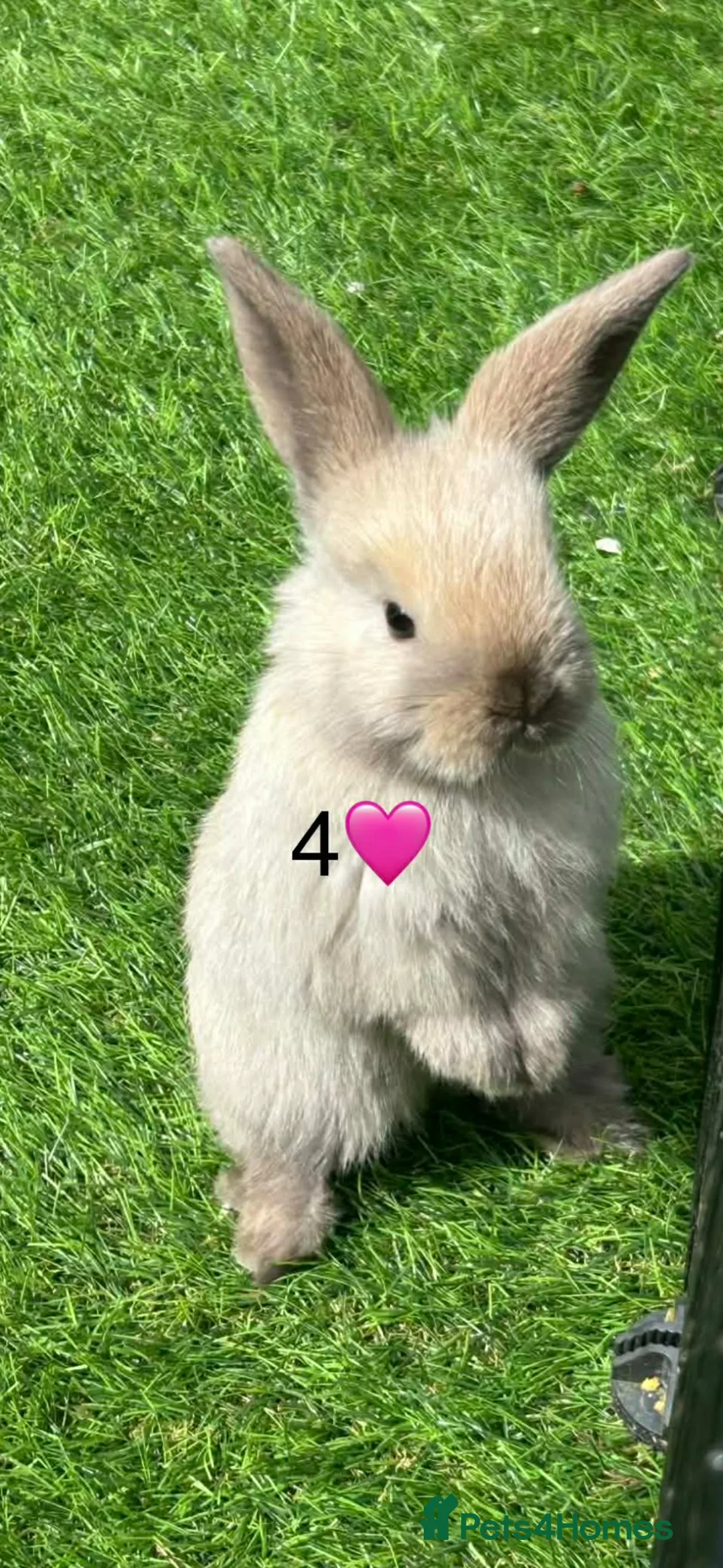 Mini Lop rabbits for sale: Mini lops - Advert 2