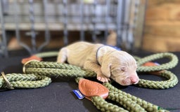 Weimaraner dogs for sale: 🐾Adorable KC Registered Weimaraner Puppies🐾 - Image 12