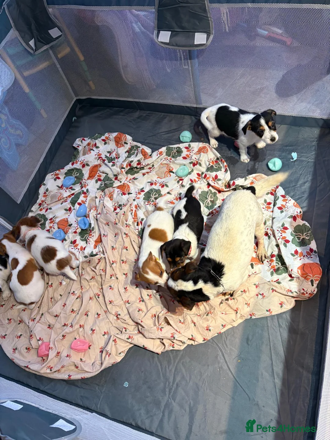 Jack Russell dogs for sale: Jack russel puppies  - Advert 15