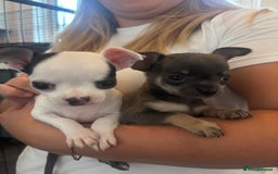 Chihuahua dogs for sale: Tiny cute chihuahua puppies  - Image 4