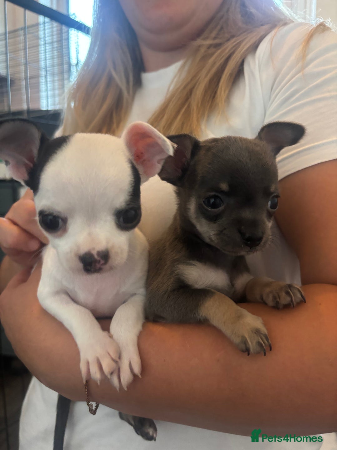 Chihuahua dogs for sale: Tiny cute chihuahua puppies  - Image 4