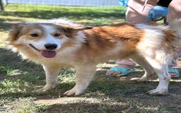Mixed Breed dogs for adoption: 🐾 Finley-Border Collie mix with heart of gold 🐾 - Image 5