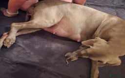 Weimaraner dogs for sale: Exceptional litter of Weimaraner puppies  - Image 3