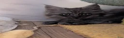 Maine Coon cats for sale: Stunning Tica pedigree kittens - Advert 9