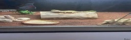 Bearded Dragon reptiles for sale: Bearded dragon  - Advert 3