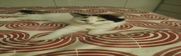 Mixed Breed cats for sale: Female kitten seeking new home  - Advert 5