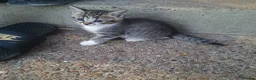 Mixed Breed cats for sale: 2 female kittens for sale - Advert 8