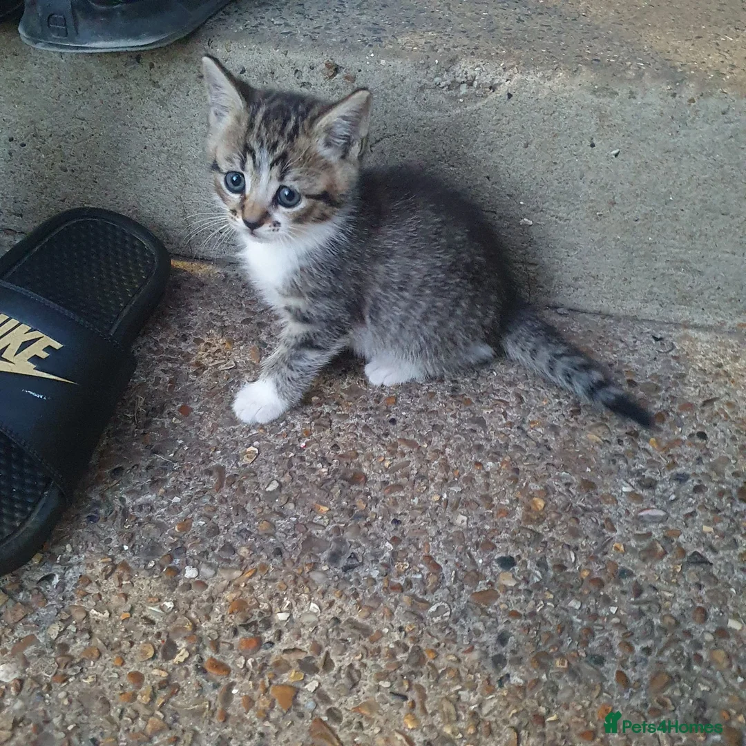 Mixed Breed cats for sale: 2 female kittens for sale - Advert 8