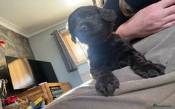 Cocker Spaniel dogs for sale: Cocker spaniel puppies - Advert 6