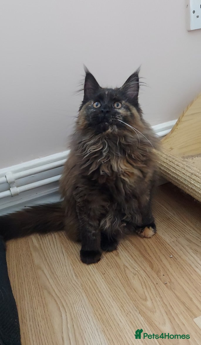 Maine Coon cats LAST GIRL!!!  MAINE COON KITTENS/DNA/GCCF  - Advert 1