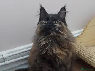 Maine Coon cats LAST GIRL!!! MAINE COON KITTENS/DNA/GCCF - Advert 1