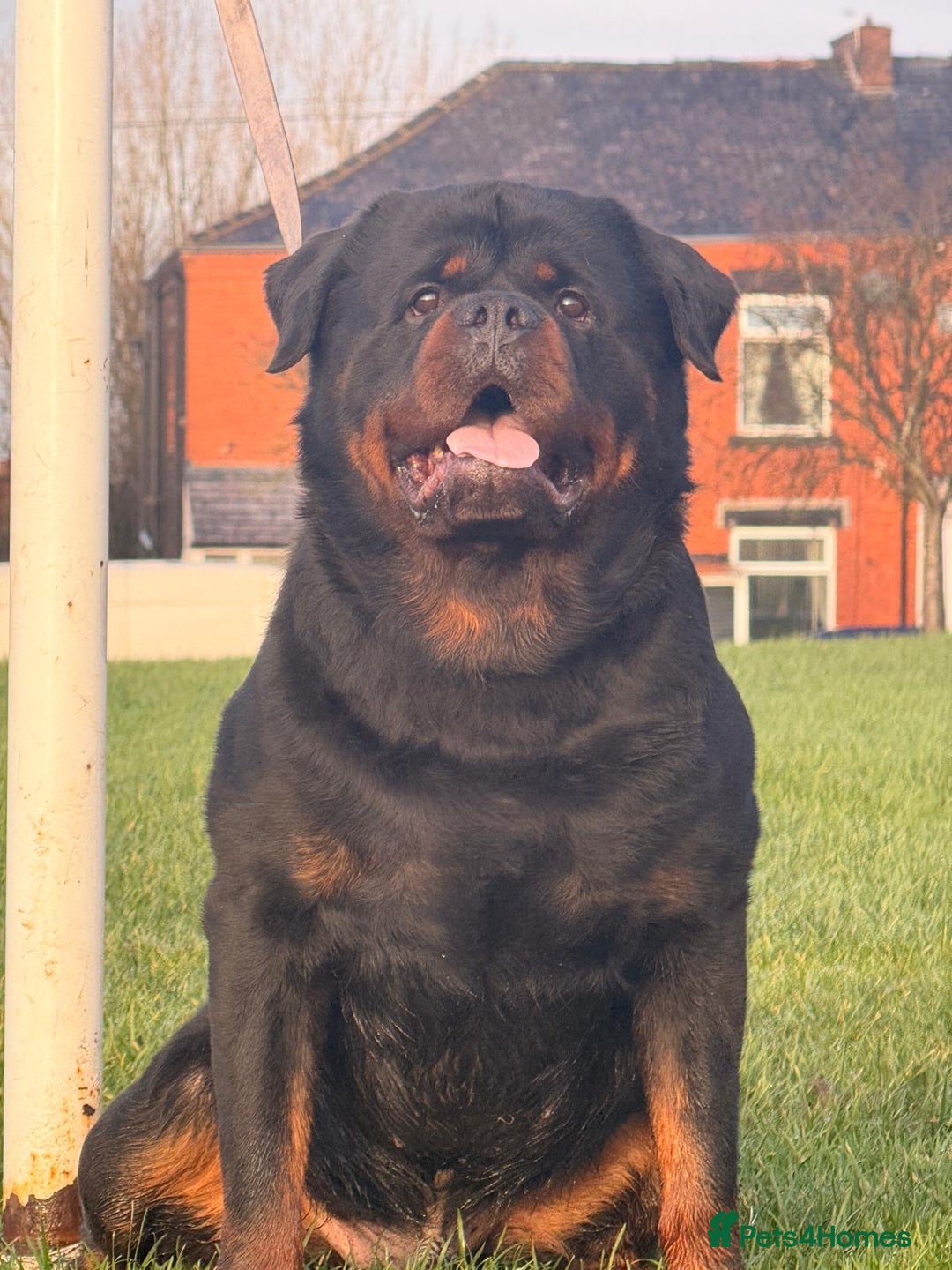 Rottweiler dogs for stud: Top quality health tested kc male German X serbian - Advert 3
