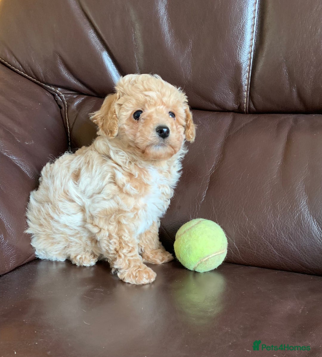 Poochon dogs for sale: Outstanding Poochon puppies - Advert 10