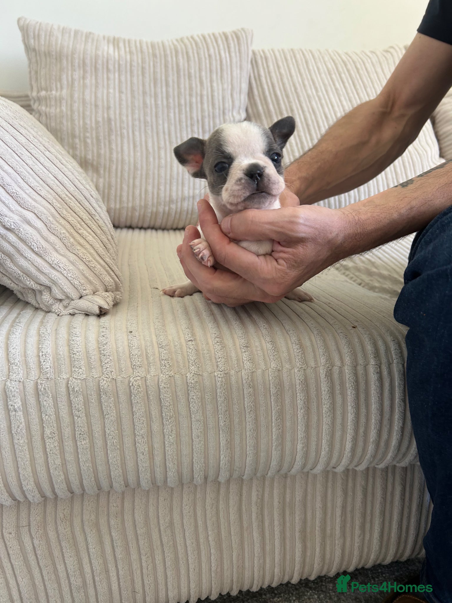 Mixed Breed dogs Frenchie mixed - Advert 16