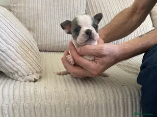 Mixed Breed dogs Frenchie mixed - Advert 16