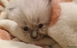 Perdoll cats for sale: Gorgeously cute tiny perdolls  - Image 6