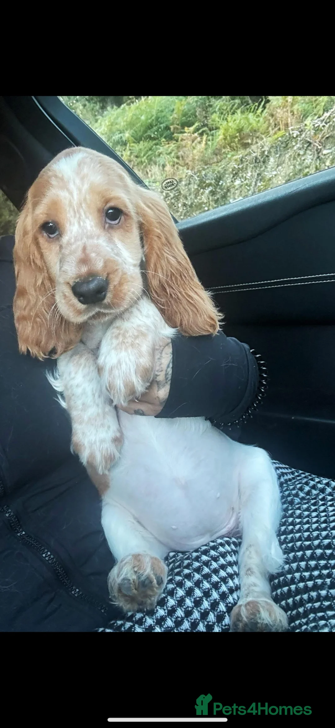 Cocker Spaniel dogs for sale: KC show cocker in Worksop - Advert 1