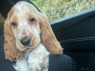 Cocker Spaniel dogs KC show cocker - Advert 1