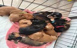 Cocker Spaniel dogs for sale: Show cocker spaniels  - Image 3