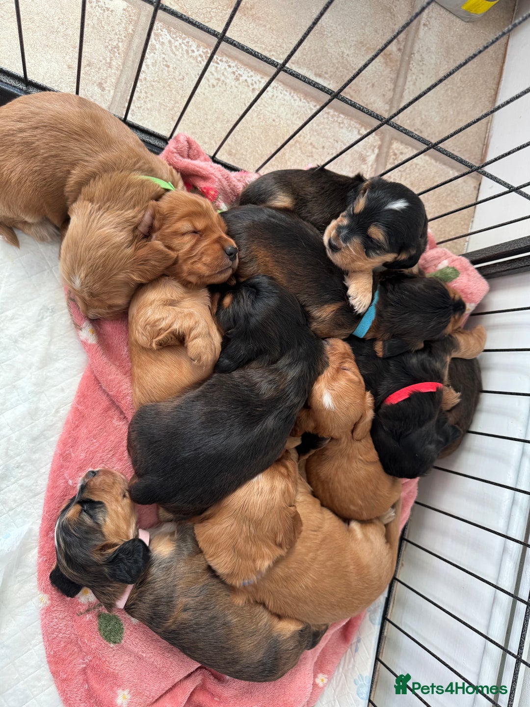 Cocker Spaniel dogs for sale: Show cocker spaniels  - Image 3
