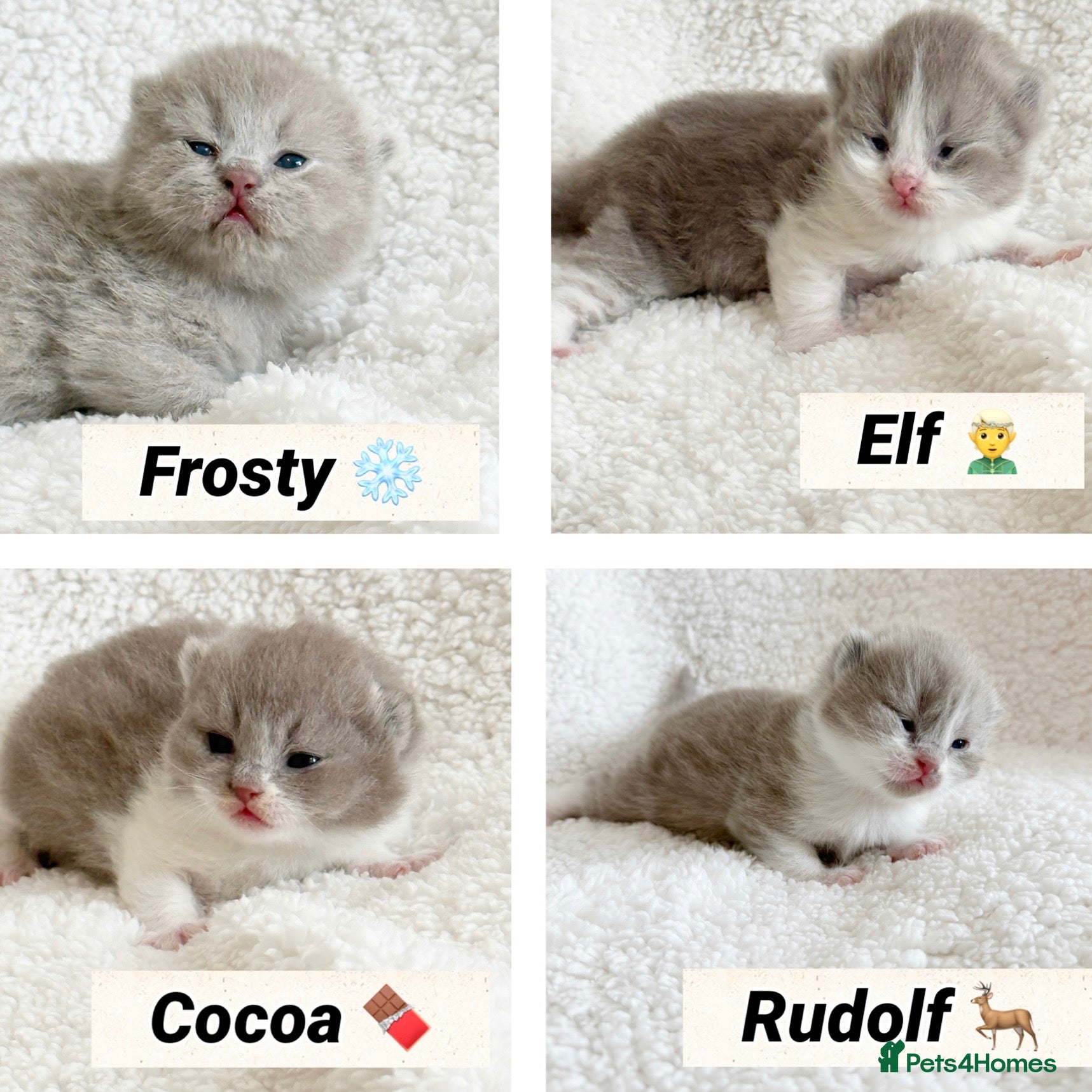British Shorthair cats British shorthair kittens  - Advert 1