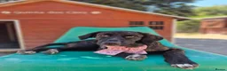 Mixed Breed dogs for adoption: Huggable Hazel - Advert 1