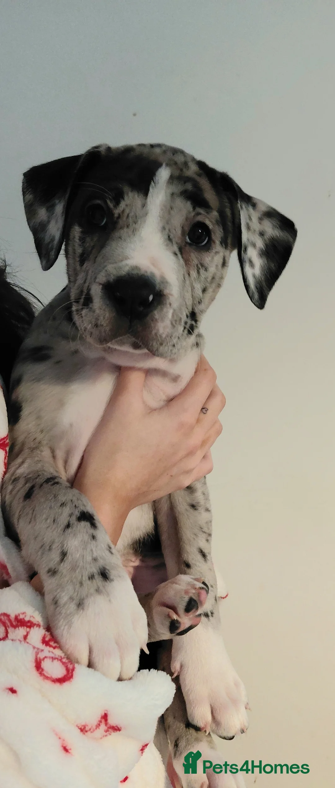 Presa Canario dogs for sale: Beautiful presa canario X alpha blue blood bulldog - Advert 15