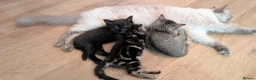 Ragdoll cats for sale: Pair of Ragdoll/Tabby Kittens ..... Bear & Tia  - Advert 10