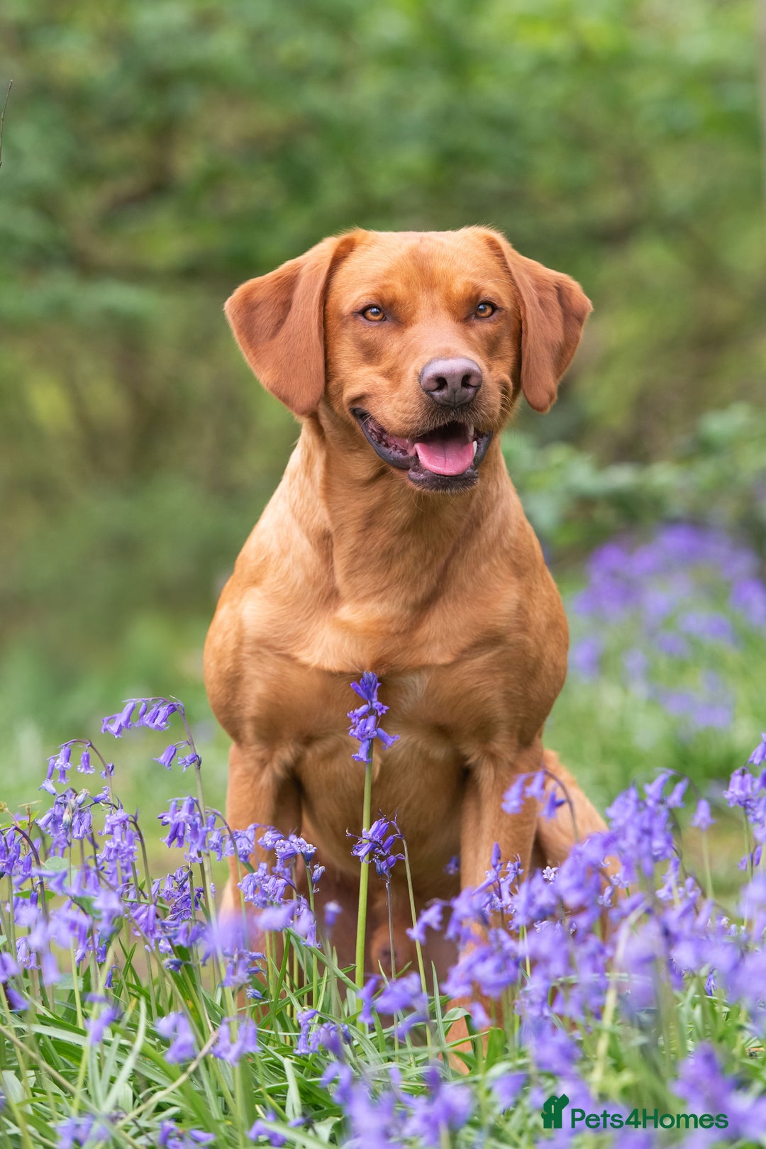 Labrador Retriever dogs for stud: 0/0 Hip & Elbows, Fully Health Tested in Tadcaster - Image 7