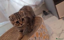 Scottish Fold cats for sale: Scottish fold kittens (price down due to holiday) - Image 13