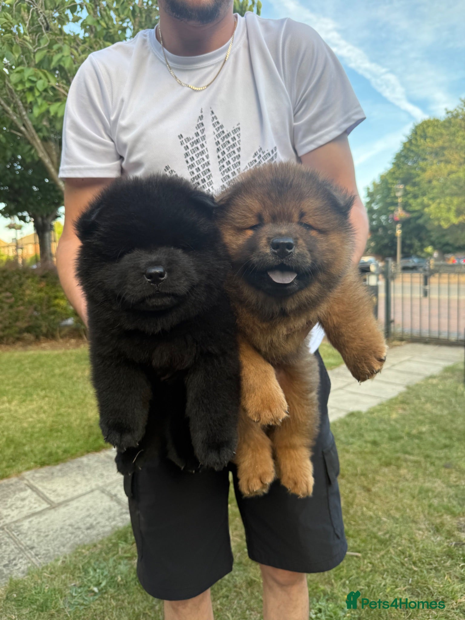 Chow Chow dogs Fluffy Chow Chows – Only 3 Left, Don’t Miss Out! - Advert 7