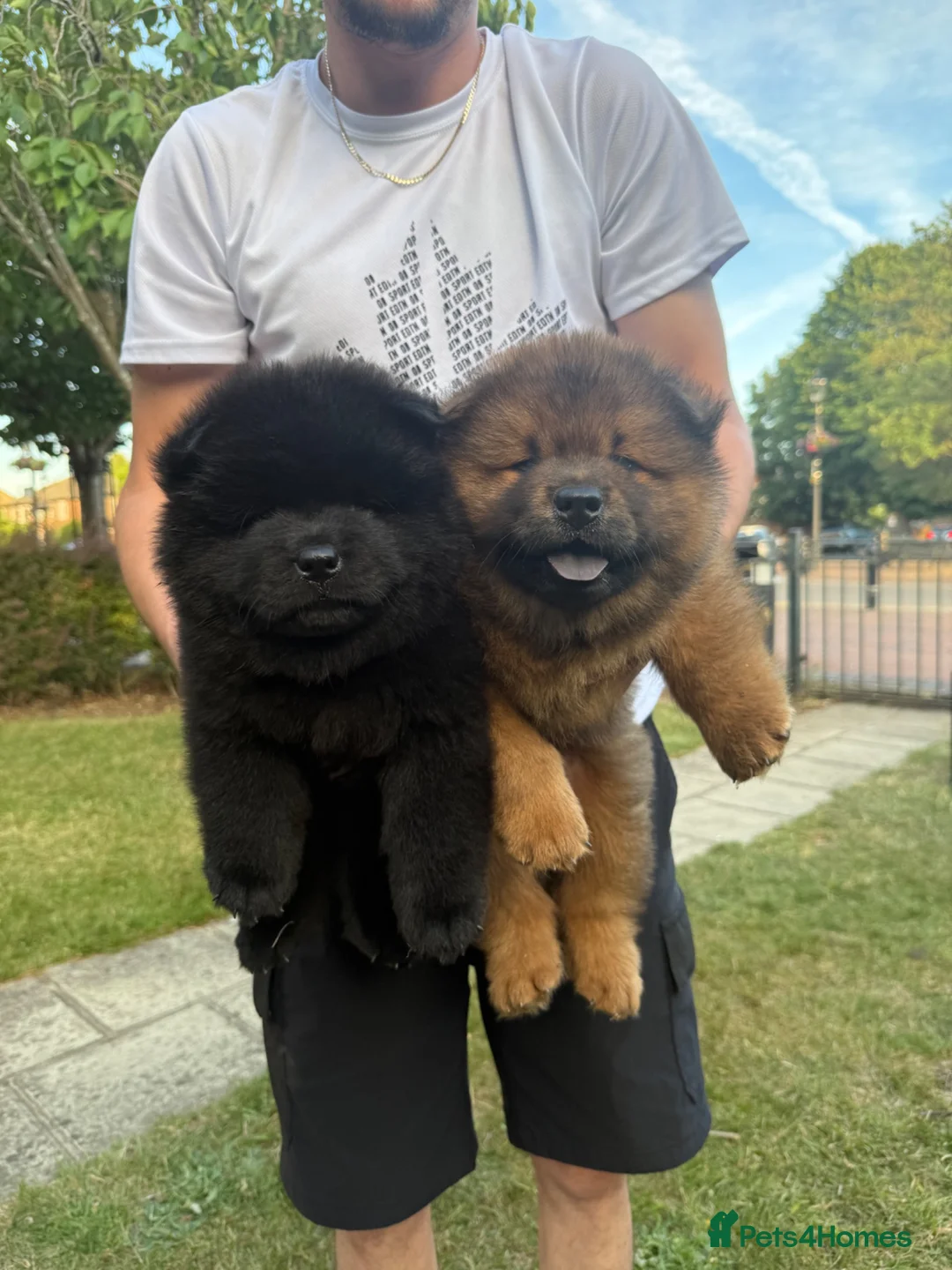 Chow Chow dogs for sale: Outstanding Red Chow Chow Boy – Ready Now ⭐ - Advert 1