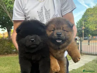 Chow Chow dogs Fluffy Chow Chows – Only 3 Left, Don’t Miss Out! - Advert 7