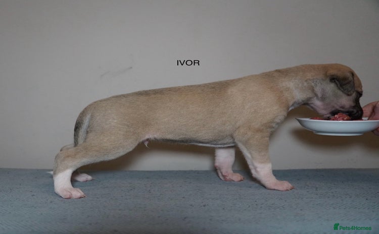 Whippet dogs - Advert 2