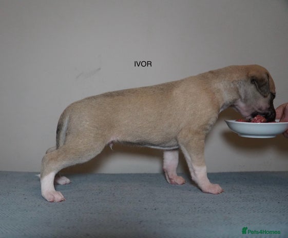 Whippet dogs - Advert 2