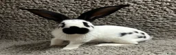 Continental Giant rabbits for sale: Georgeus Giant Papillon Babies - Advert 1