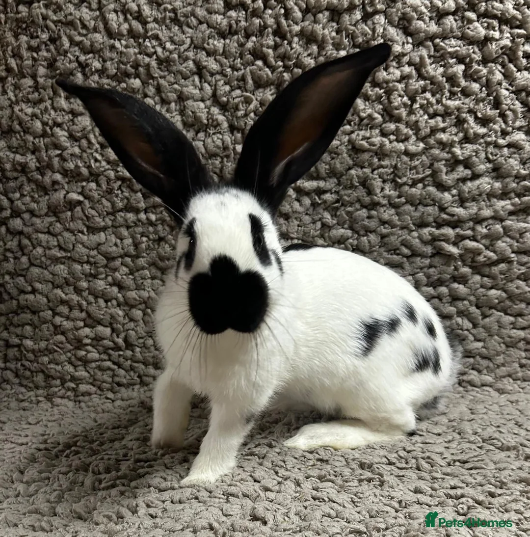 Continental Giant rabbits for sale: Georgeus Giant Papillon Babies - Advert 1