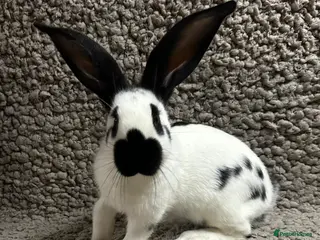 Continental Giant rabbits Georgeus Giant Papillon Babies - Advert 1